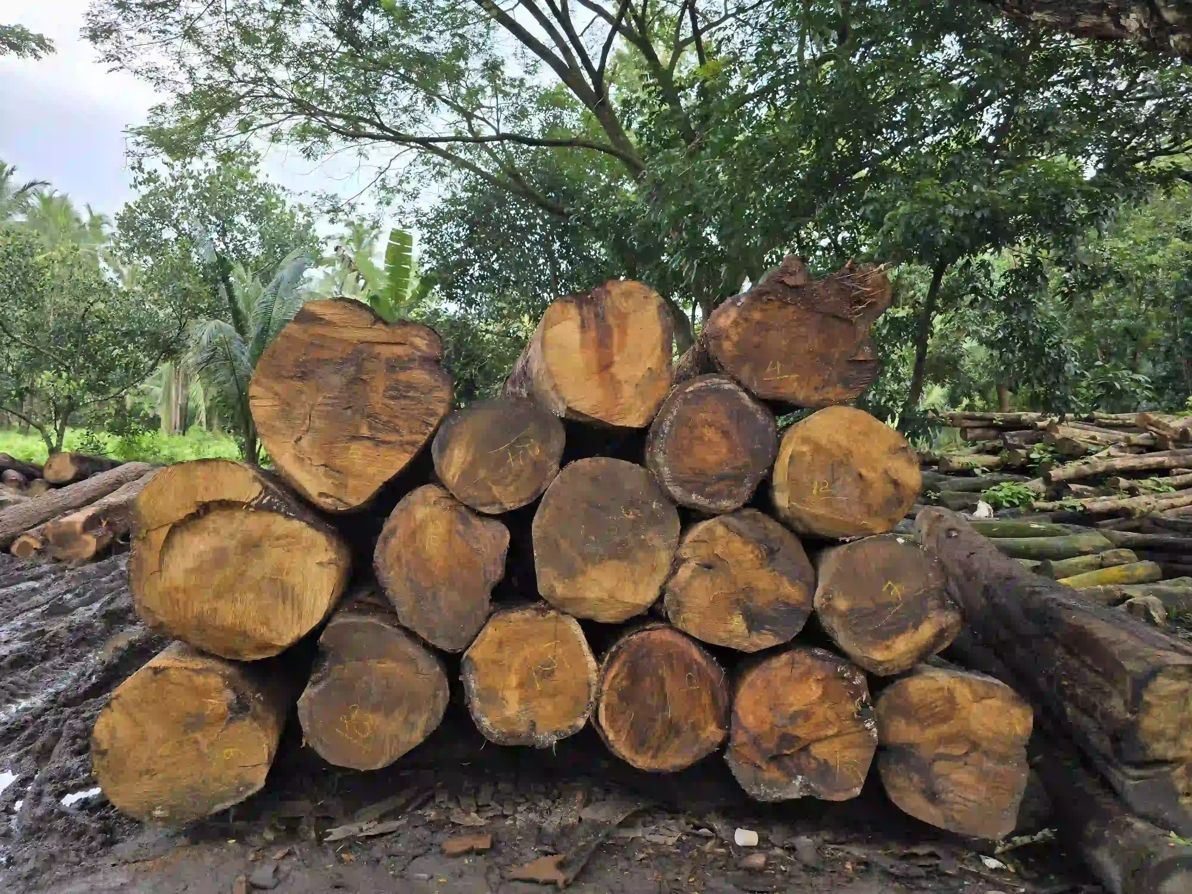 Timber Logs for Construction and Furniture Making